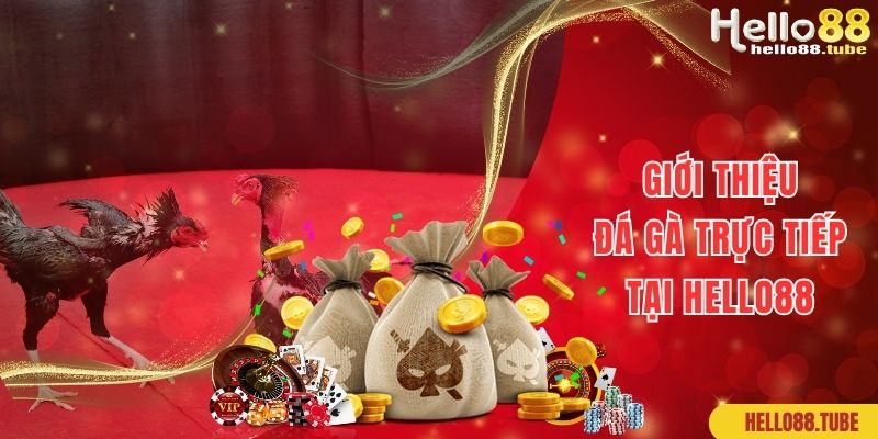 Khám phá sảnh cược đá gà trực tiếp hấp dẫn số 1 tại Hello88
